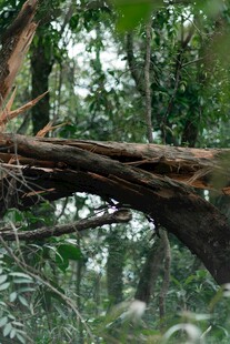 森林中弯曲的古老树枝