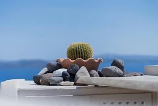 仙人掌置于石上望海