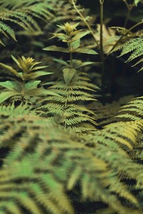 翠绿蕨类植物特写