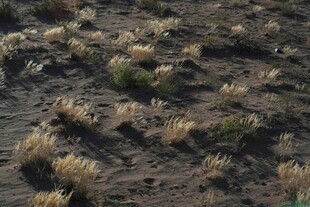 干旱土地上的稀疏植被