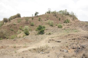 荒坡上的稀疏绿植