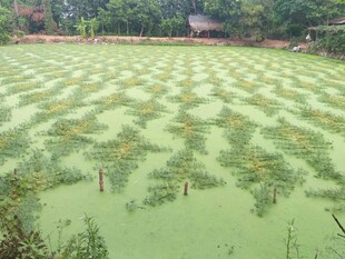 翠绿浮萍覆盖的静谧池塘