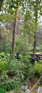 绿意盎然的自然林间景致