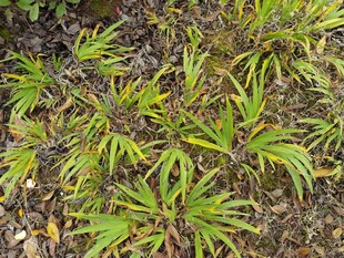 绿叶丛生的植物景观