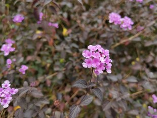 紫色小花绽放于绿叶间