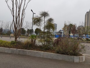 城市街头绿植景观