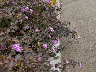 路边绽放的紫色小花