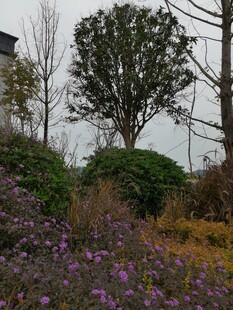 郊外花草树木景观