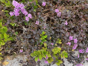 岩石上的紫色小花与绿植