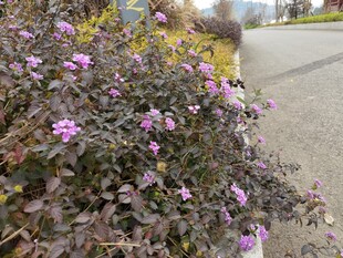 路边绽放的紫色小花