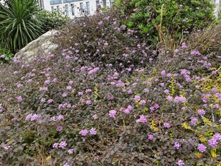 紫色花丛中的自然景致