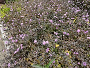紫色小花繁茂的地面景观