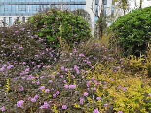 城市中绽放的紫色花卉景观