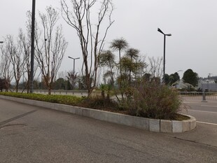 空旷道路旁的绿植景观