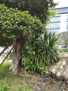 庭院中繁茂的绿植景观