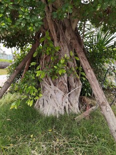 老树盘根木架支撑景象