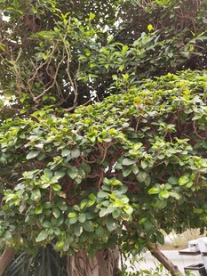 繁茂绿植展现自然生机