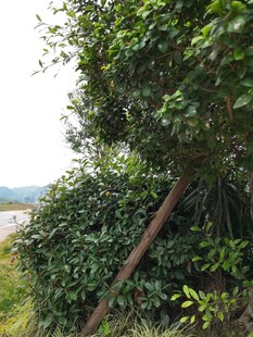 绿树成荫的自然景致