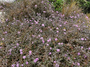 紫色小花丛自然小景