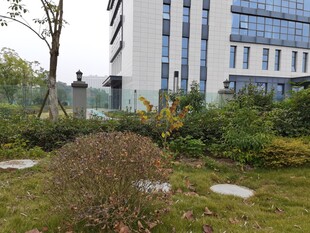 现代建筑旁的绿植景观