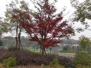 庭院中的红枫树景观