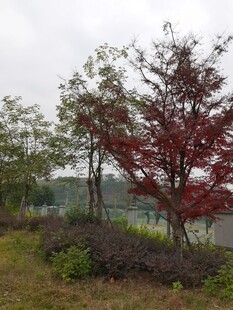 户外红树与朦胧远景