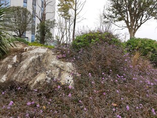 户外自然景观中的岩石花草