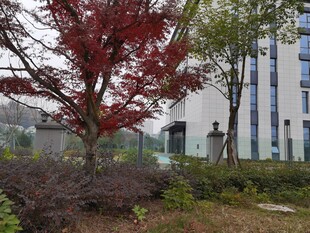 办公楼前的红叶树景观