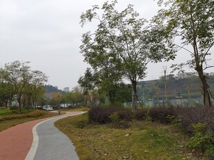 蜿蜒小路旁的葱郁树木