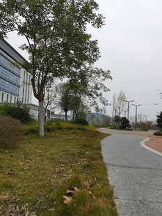 城郊小路旁的绿植与建筑