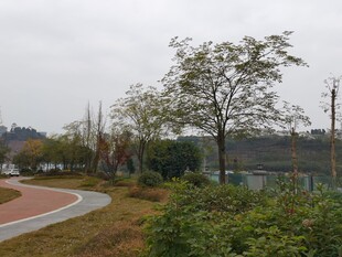 城市公园中的蜿蜒步道景观