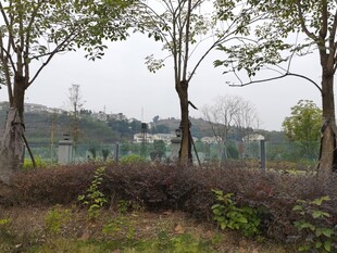 户外树林与远处景致