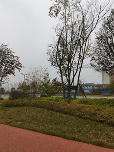 公园中的红径绿树景观