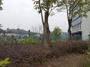 户外树木与建筑景观