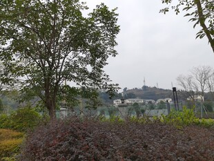 户外绿植景观远景