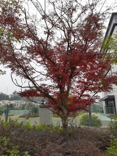 庭院中艳丽的红枫树