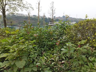 户外繁茂绿植景观