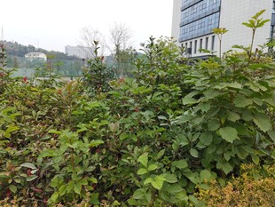 户外绿植景观