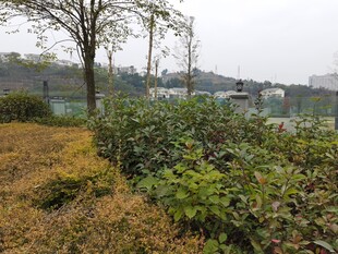 户外林间绿植景观