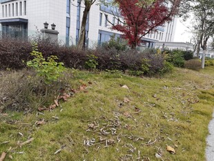 户外草地旁的建筑景观