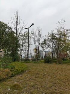 户外草地树木景观