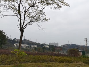 郊外孤树静谧田园景致