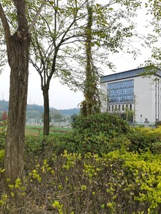 绿树环绕的现代建筑