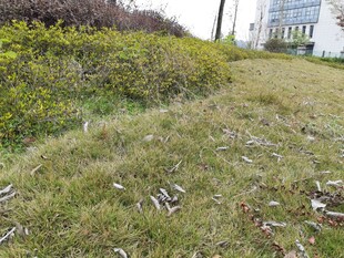 路边草地散落白色垃圾