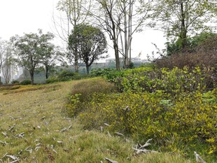 乡村野外自然风景画面