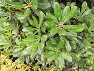 绿叶繁茂的植物景观