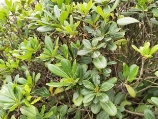 绿叶繁茂的灌木丛