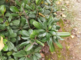 绿叶繁茂的灌木丛