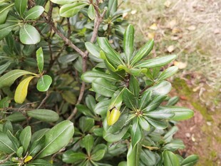 绿叶繁茂的灌木丛