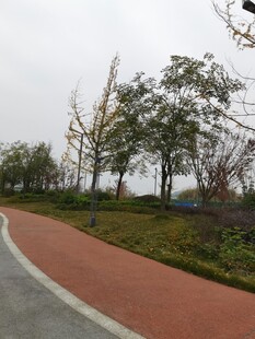 城市中的蜿蜒彩色健身步道